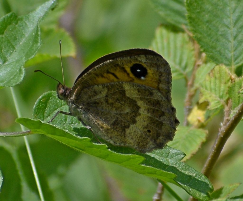 Hipparchia? No, Satyrus ferula - Nymphalidae